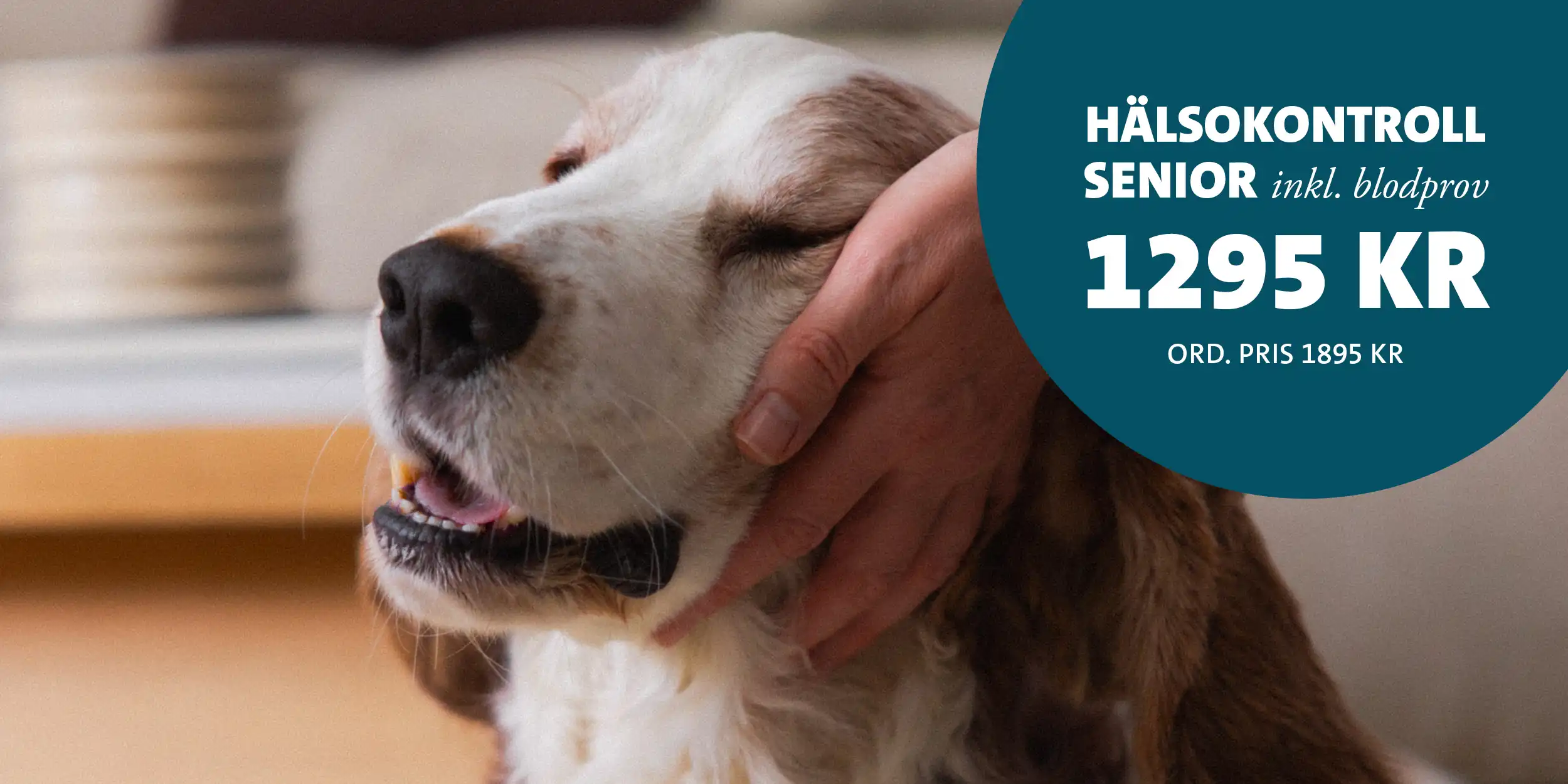 Porträtt av äldre hund. Text: Hälsokontroll Senior inkl. blodprov 1295 kr (ord. pris 1895 kr).