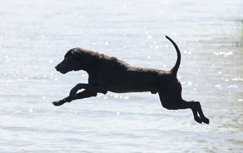 Algförgiftning hos hund