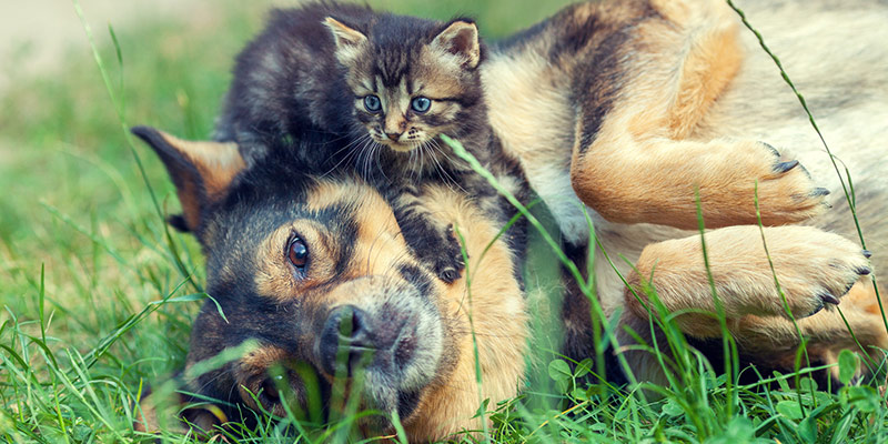 Därför är fysisk aktivitet och rörelse viktigt för din hund eller katt