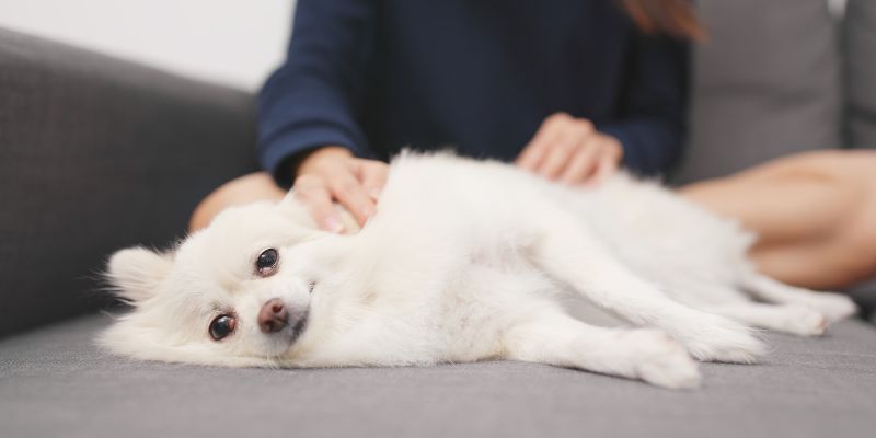 Knölar hos hund
