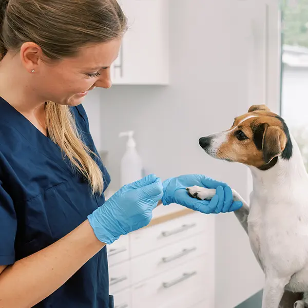 Veterinär Billdal Göteborg