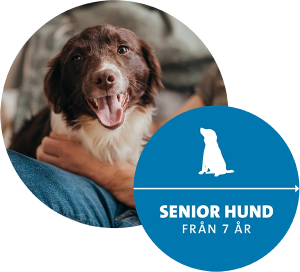 Hälsoplan hund senior Evidensia