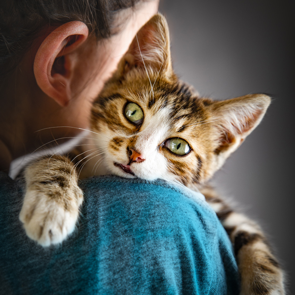 ID-märkning katt