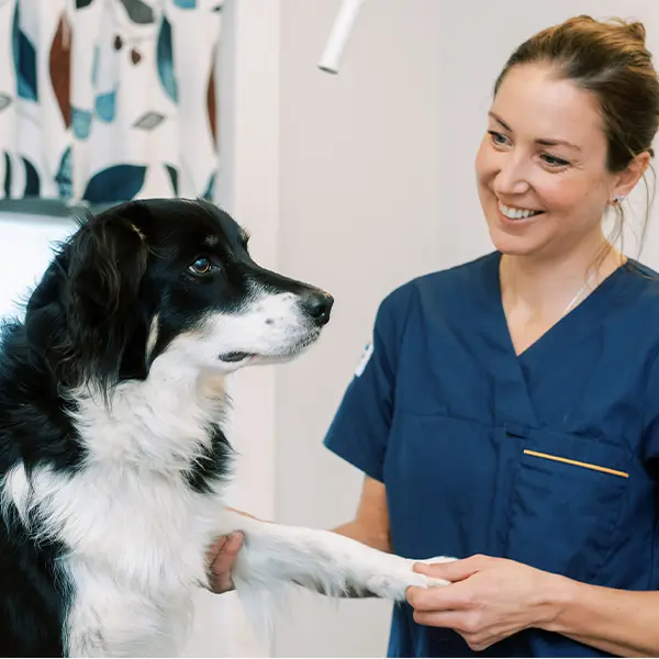 Priser Billdals Djurklinik