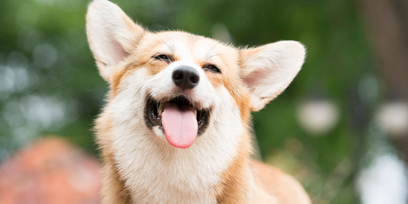 corgi_glad_kundbetyg_800x400 (1)