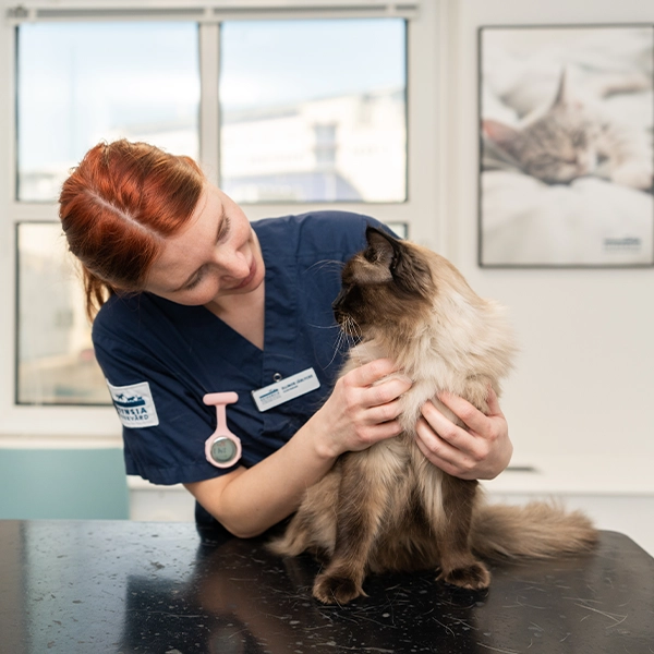 Fear Free på Norrtälje Veterinärklinik Evidensia