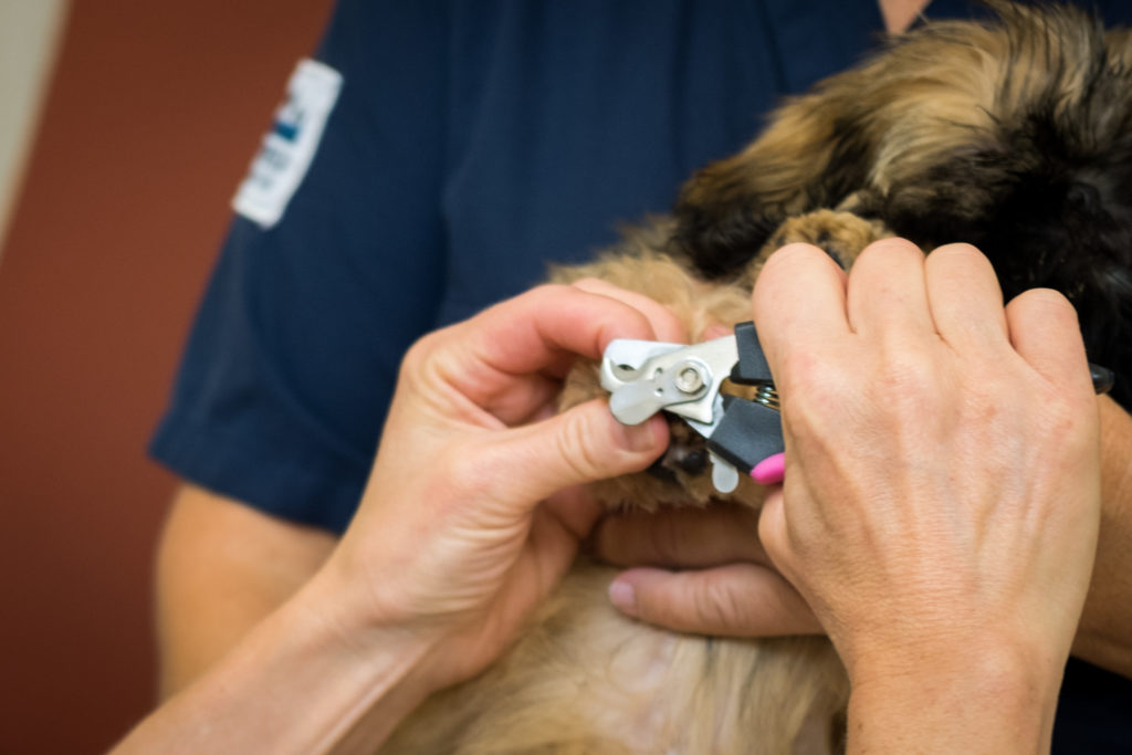 Kloklippning på hund – tips och tricks