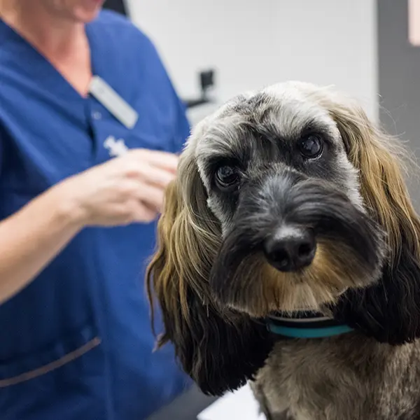 Medarbetare på Veterinärkliniken Malmö