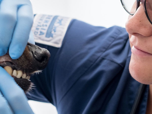Tandborstning på hund, med eller utan tandkräm?
