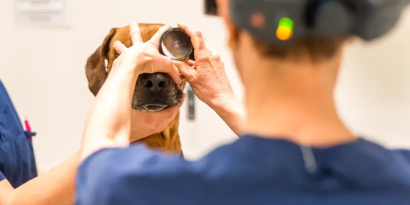 Veterinär undersöker en hunds ögon på Ögonavdelningen på Specialistdjursjukhuset Helsingborg