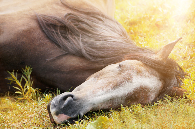 Hästens sömn