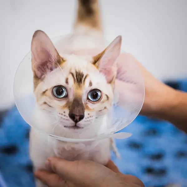vårdavdelning veterinär göteborg