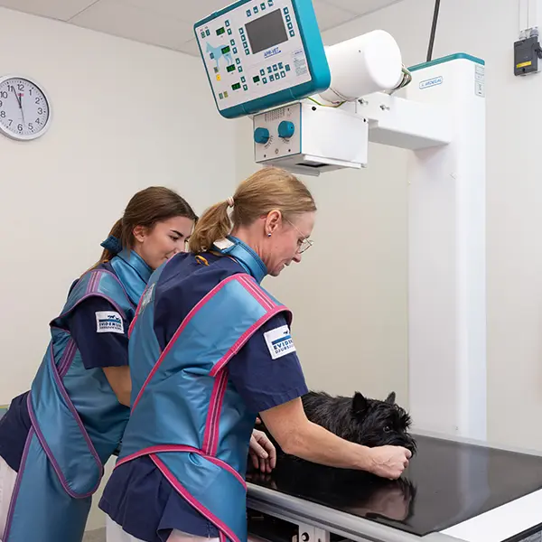 Inför besöket - Djurkliniken Åkersberga
