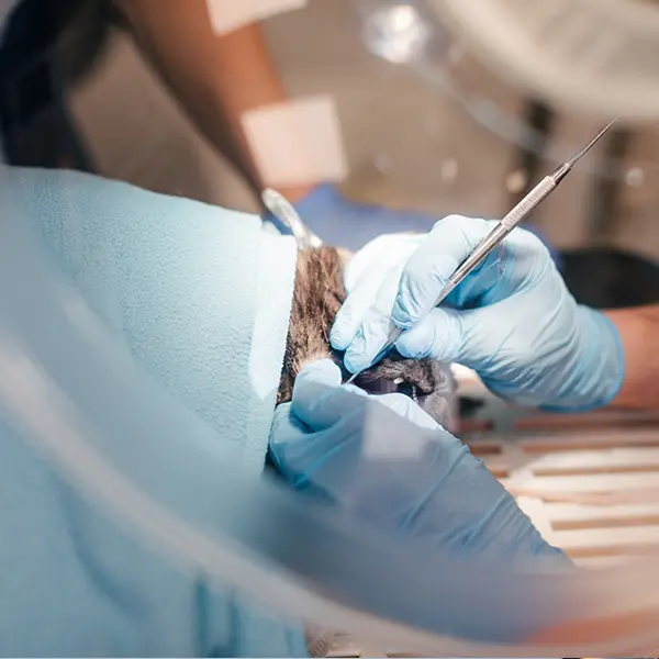 Tandavdelningen på Djurkliniken Analysen Örebro