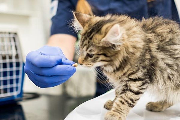 Kattens matsmältning