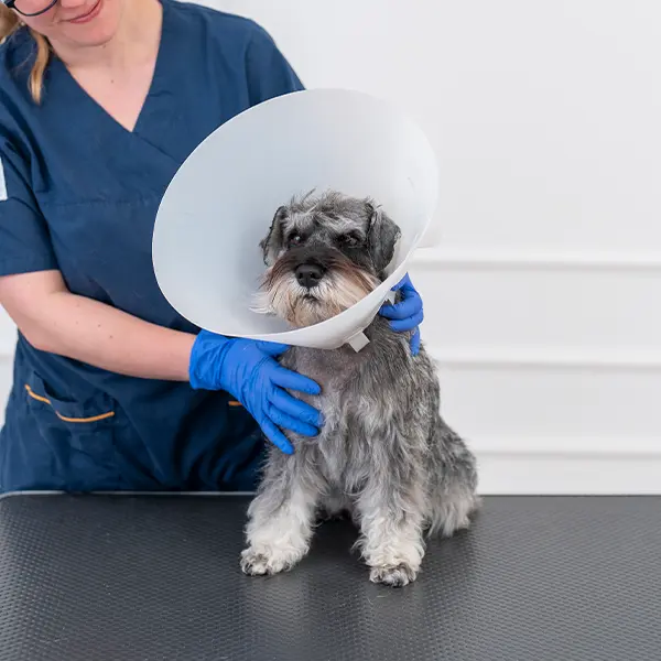 Behandlingar för hund och katt Djurkliniken Åre