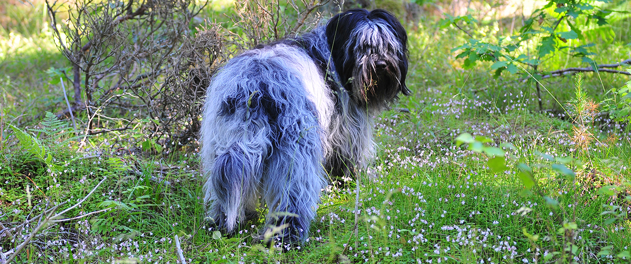 Hur stor är risken att min hund får fästingar?