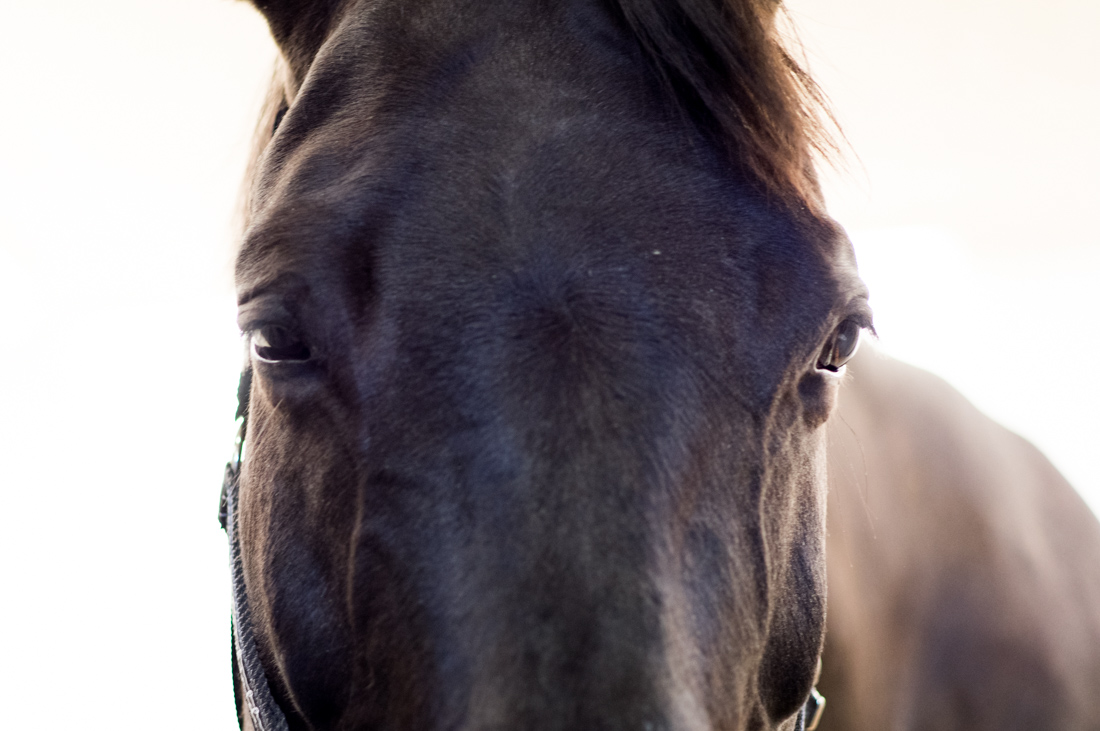 Anaplasma hos häst (Anaplasmos)