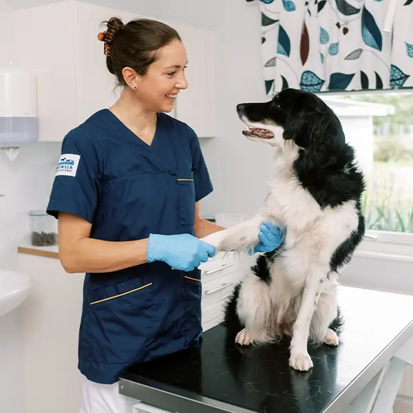 Veterinär Billdal Göteborg