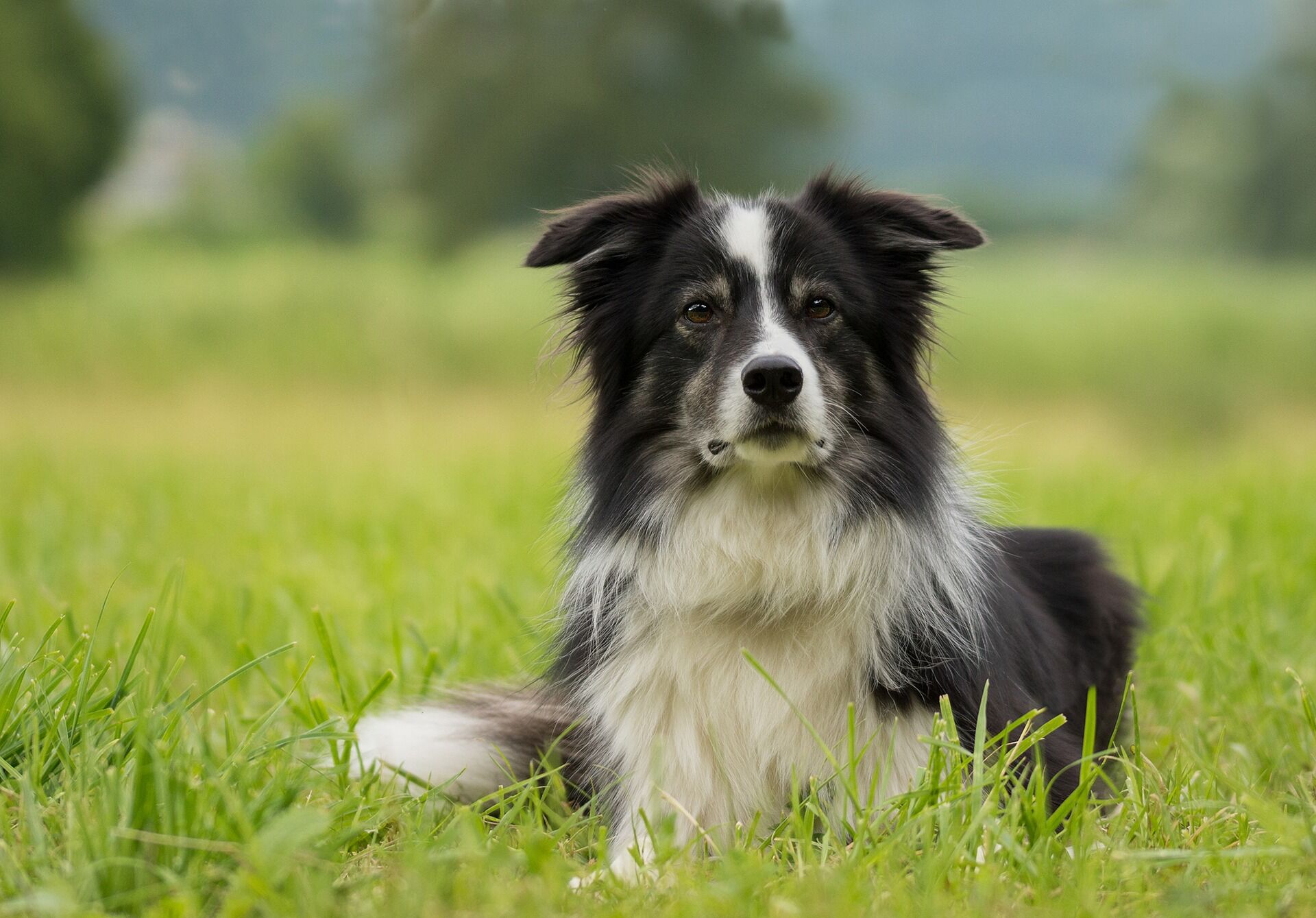 Positiv intellektuel At regere Feber hos hund | Evidensia