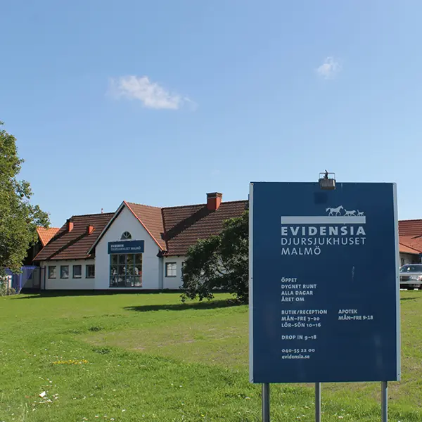 Kurser och föreläsningar Evidensia Djursjukhuset Malmö