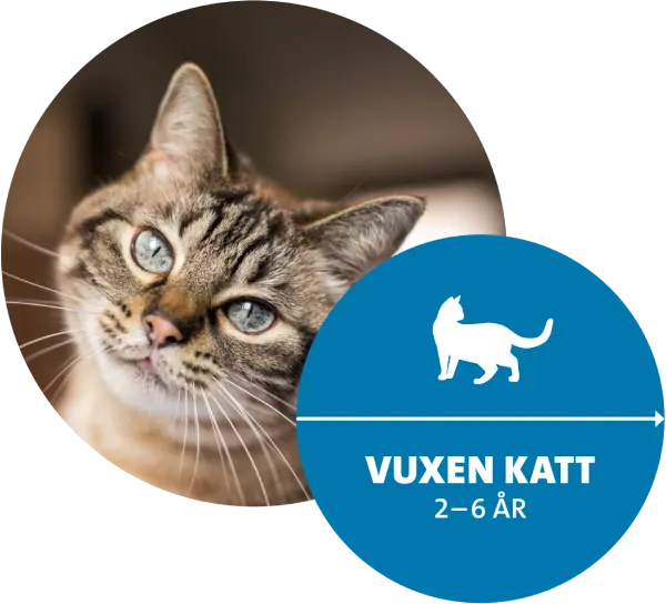 Vuxen katt med blåa ögon kollar in i kameran