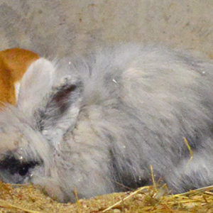 Hudsjukdomar på kaniner och marsvin