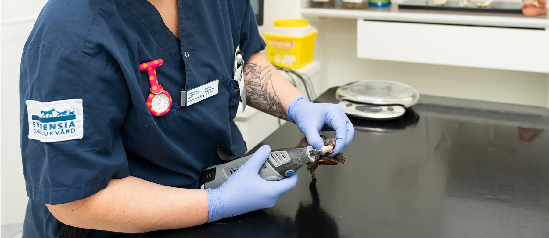 Veterinär Stockholm