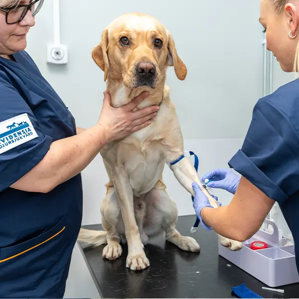 Medarbetare Uppsala Veterinärklinik Evidensia