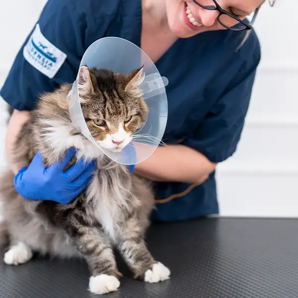 Priser på Ejra Djurklinik