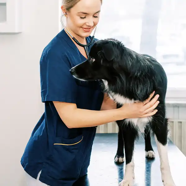 Evidensia Djurkliniken Farsta