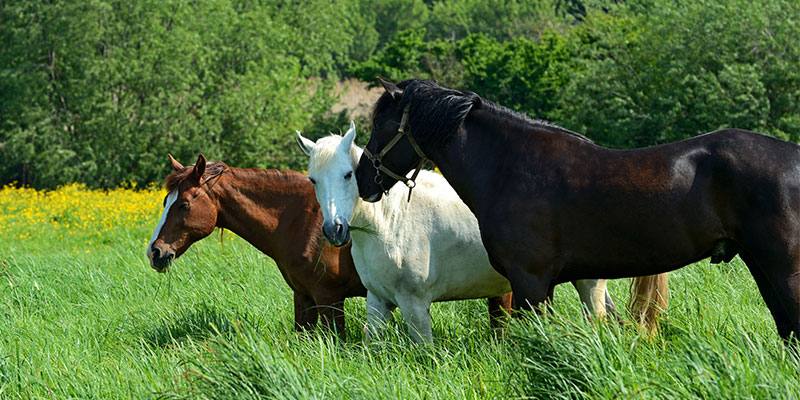 Skydda din häst mot fästingar i sommar
