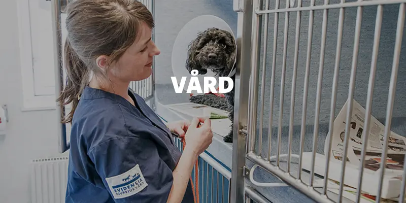 Evidensia Djursjukvård