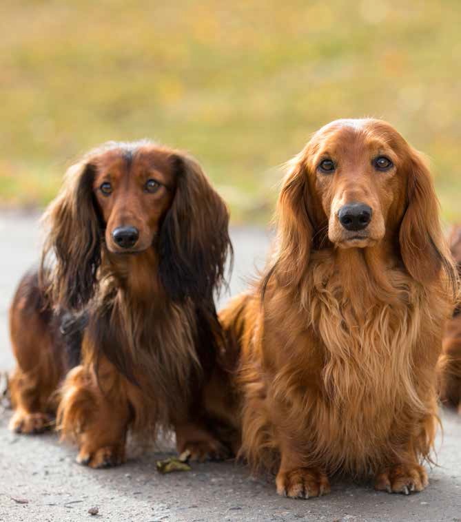 Stelhet och hälta hos hund