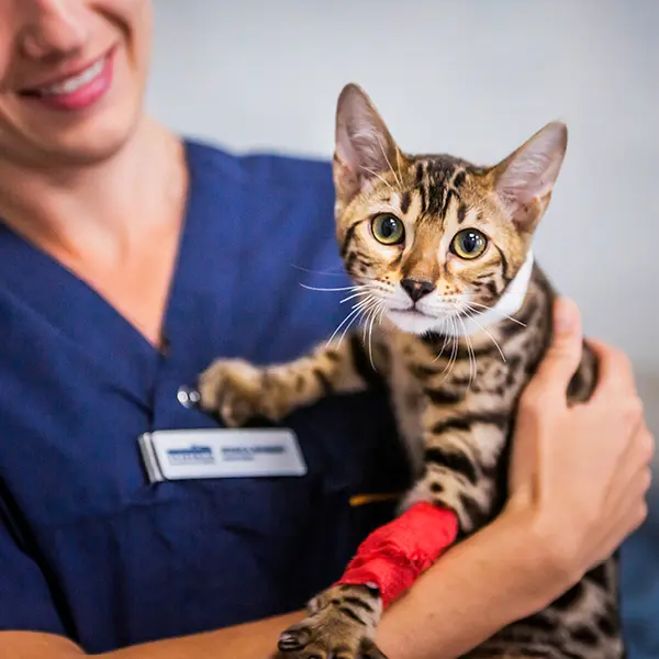 Djursjukhus Veterinär Linköping