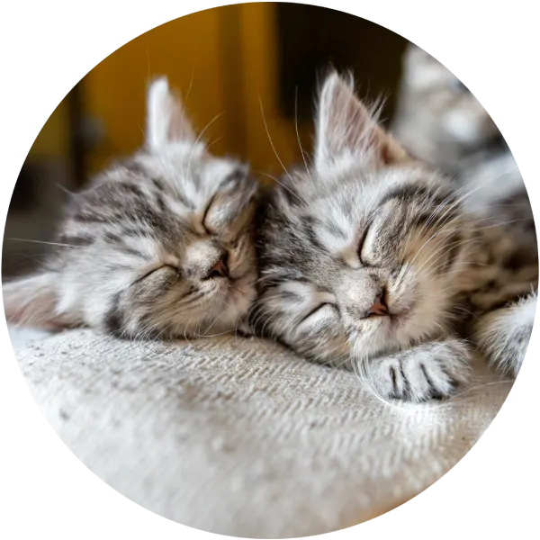 Långhårig orange kattunge buren