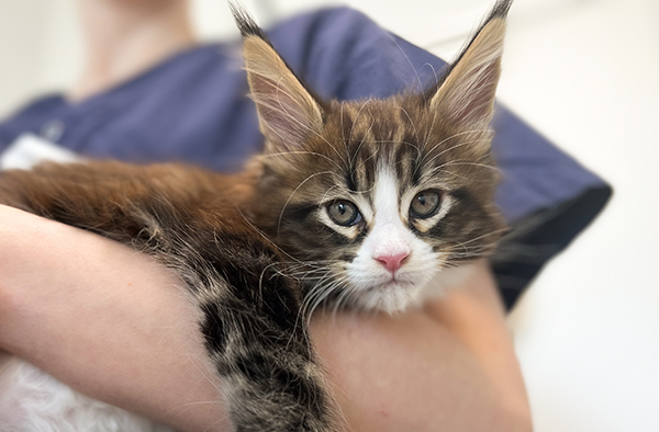 Veterinär ger katt en spruta