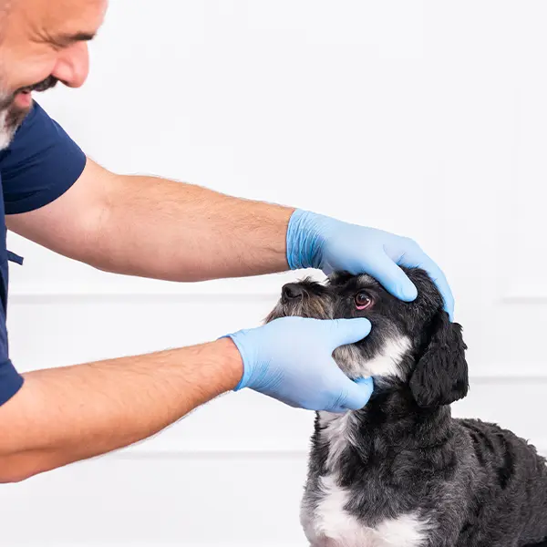 Veterinär undersöker en hunds ögon på Ögonmottagning hund katt Strömsholm