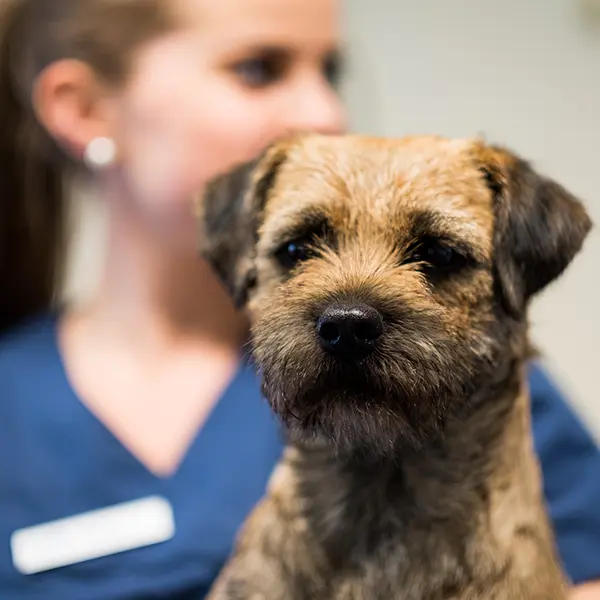 Neurologi Hund Katt Södra Djursjukhuset