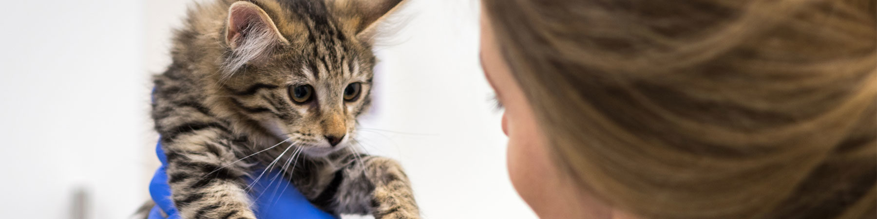 Tandborstning på katt