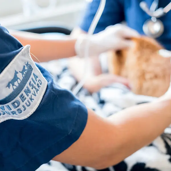 Dermatologi - Djurkliniken Analysen Örebro