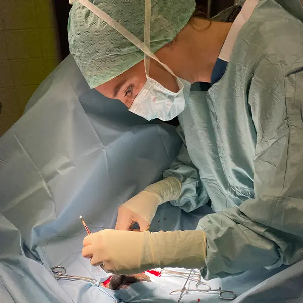 Kirurgi Ugglarps Gård Hästkliniken