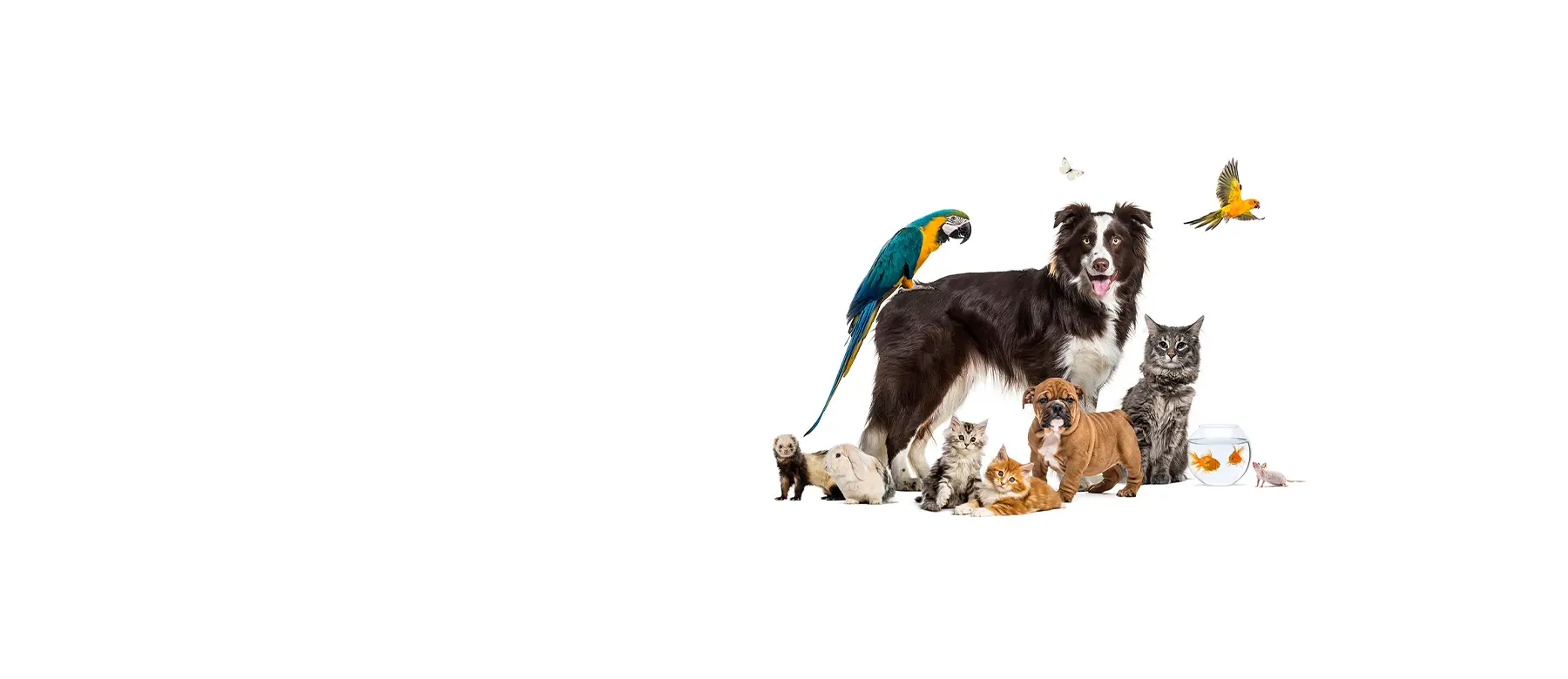 Veterinär Stockholm