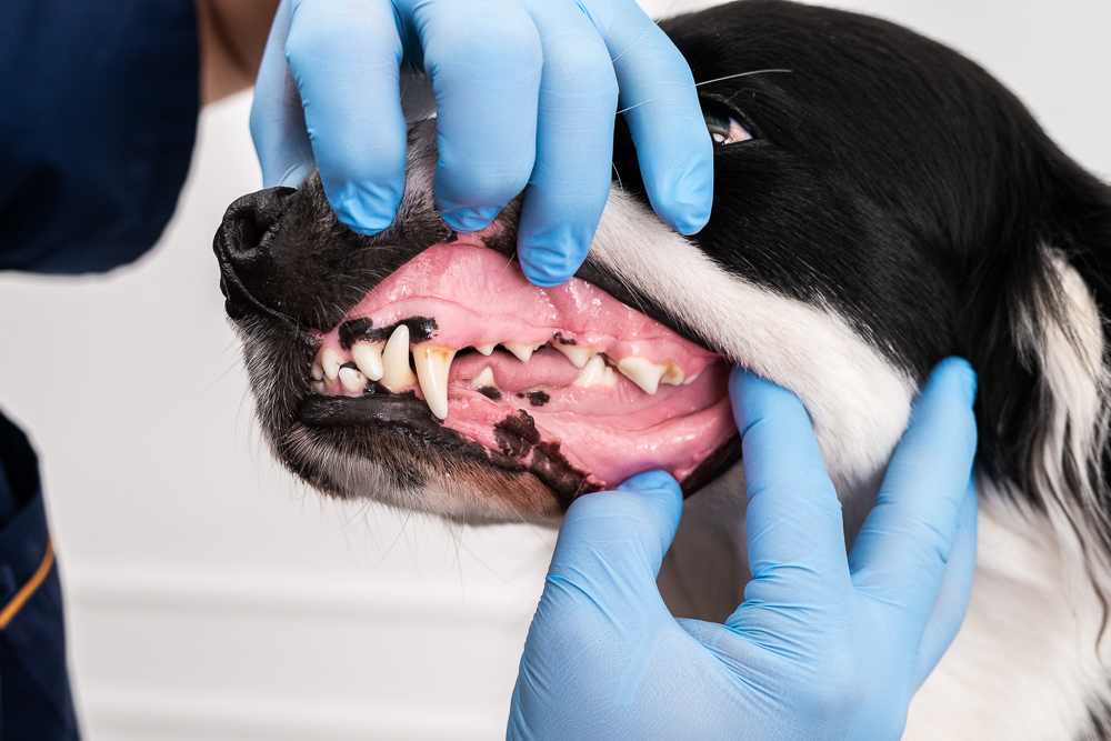 Veckokoll för hund: mun och tänder