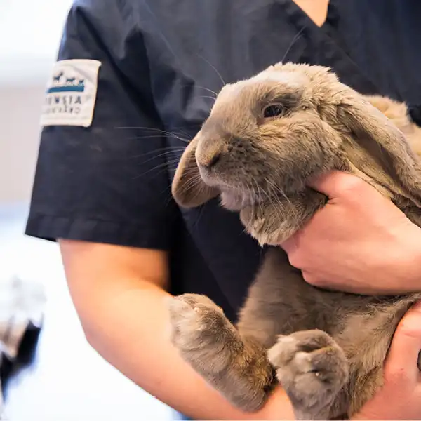 Inför besöket på Falkenbergs Djurklinik