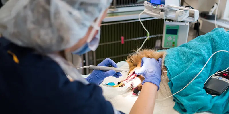 Veterinär som undersöker munnen på en hund på  Specialistdjursjukhuset Strömsholm