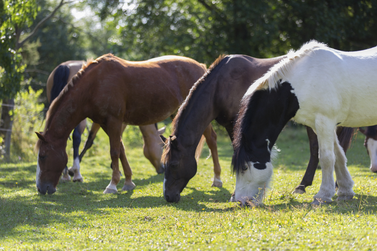 Förbered hästarna inför flytt till sommarbete