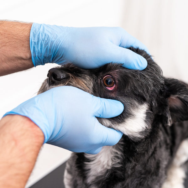 Veckokoll för hund: ögon