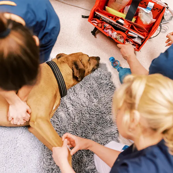 Veterinär och djursjukhus i Helsingborg