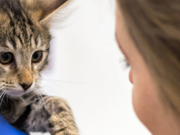 Tandskola för katt